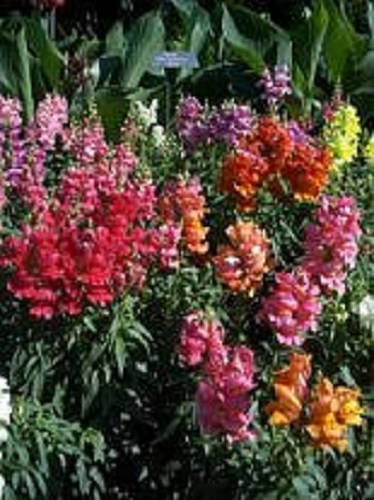 2000 AURORAS BOREALES Mix Semillas de flores de SNAPDRAGON Linaria Maroccana