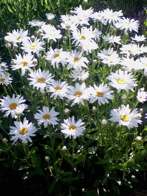 1000 DWARF White SHASTA DAISY Chrysanthemum Maximum Flower Seeds