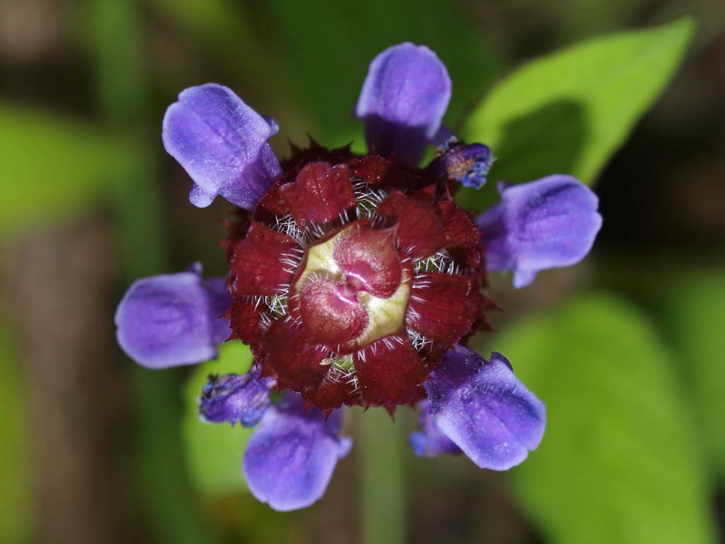 100 HEAL ALL Self Heal Prunella Vulgaris Purple Herb Flower Seeds