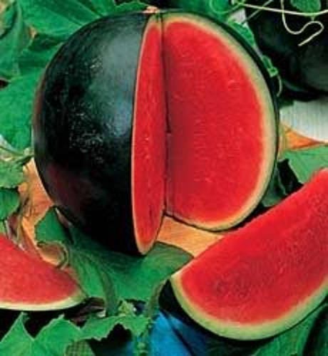 100 SANDÍA SUGAR BABY Semillas de melón de Citrullus lanatus