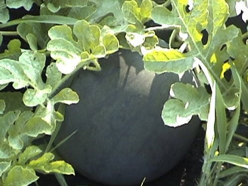100 SANDÍA SUGAR BABY Semillas de melón de Citrullus lanatus