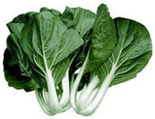 2000 CANTON PAK CHOI (Bok Choy / Col china) Semillas de hortalizas Brassica Rapa Chinensis