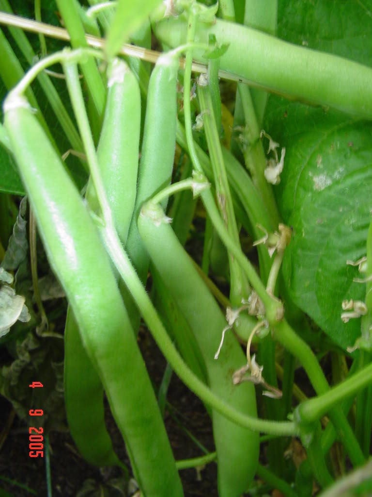 40 PROVEEDOR DE JUDÍAS VERDES Semillas de hortalizas Phaseolus Vulgaris