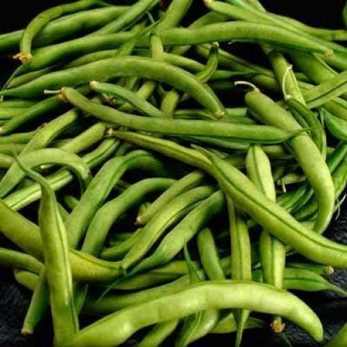 40 PROVEEDOR DE JUDÍAS VERDES Semillas de hortalizas Phaseolus Vulgaris