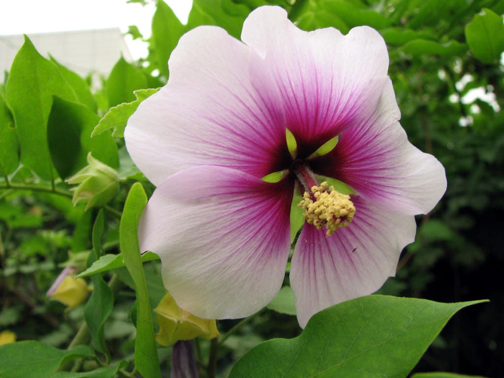 200 semillas de flores de hibisco, lavatera trimestris, mezcla de malva rosa (malva arbustiva)