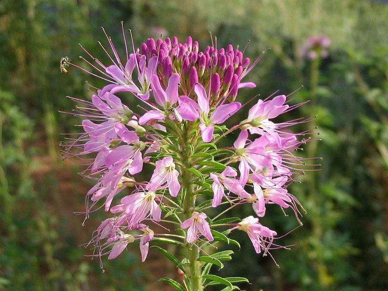 200 semillas de flor de araña rosa Hassleriana Spinosa CLEOME REINA ROSA
