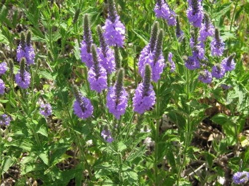 500 Purple HOARY VERVAIN Verbena Stricta Flower Seeds