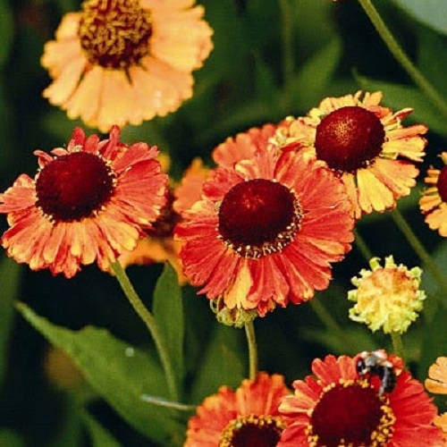 100 HELENIUM ' AUTUMN LEAVES ' Mix Helenium Autumnale Sneezeweed Mixed Colors Flower Seeds