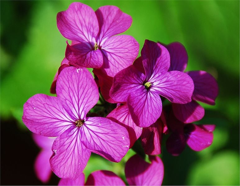 100 semillas de flores de LUNARIA Biennis (planta del dinero / dólar de plata / honestidad / hierba de luna)