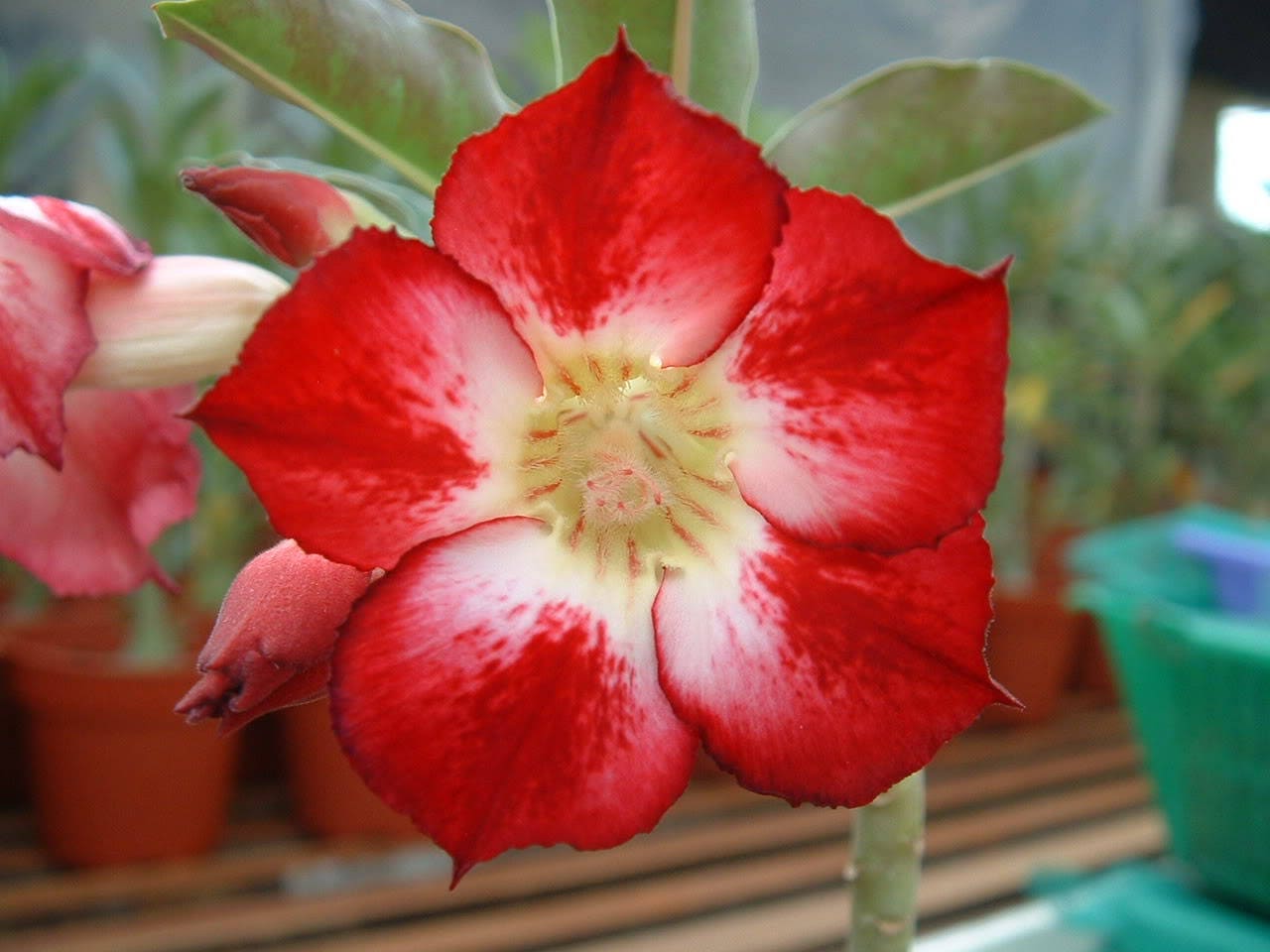 10 Mixed DESERT ROSE / ADENIUM Obesum African Houseplant Flower Seeds