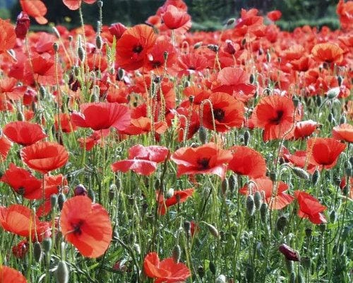 1000 semillas de flores de amapola roja AMERICAN LEGION (maíz/Shirley/Flandes) Papaver Rhoeas