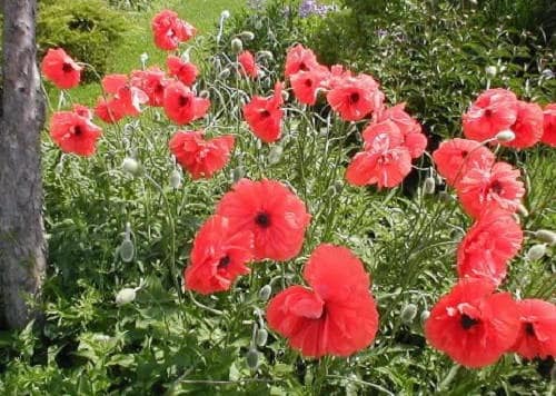 1000 semillas de flores de amapola roja AMERICAN LEGION (maíz/Shirley/Flandes) Papaver Rhoeas