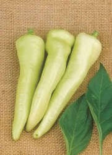 250 semillas de pimiento banana dulce Capsicum annuum húngaro