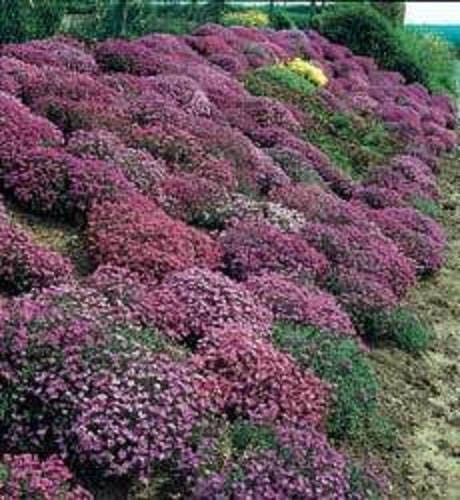 400 semillas de berro arcoíris de Aubrieta Cultorum, flores grandes