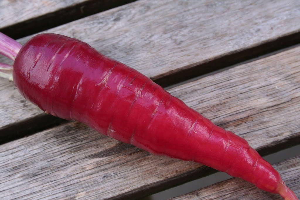 400 semillas de zanahoria morada cósmica Daucus Carota