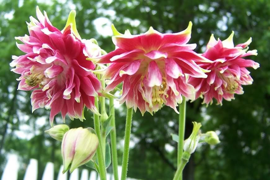 25 semillas de flores de Aquilegia caerulea rosada de NORA BARLOW
