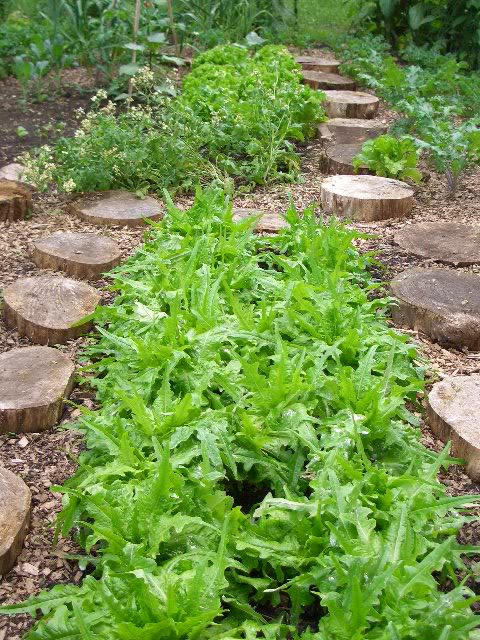 3000 Semillas de lechuga de hoja de roble Lactuca Sativa