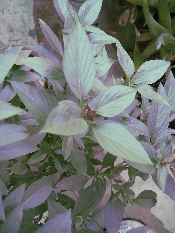 250 SIAM QUEEN Thai Albahaca Ocimum Thyrsiflora Semillas de flores de hierbas