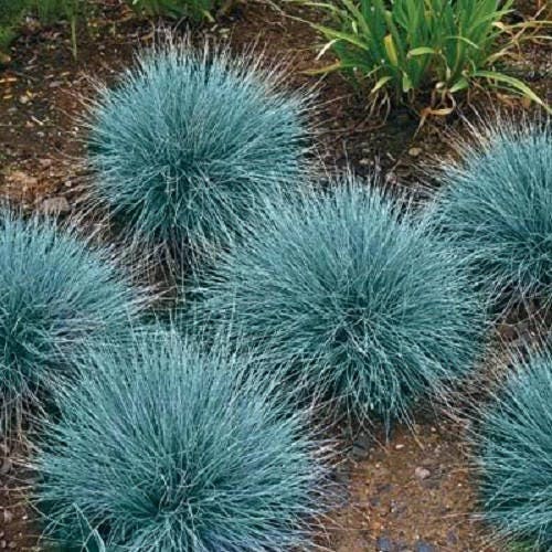 100 semillas de pasto Festuca Ovina Glauca Cinerea de ovejas azules