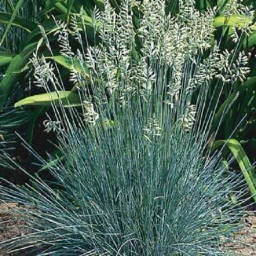 100 semillas de pasto Festuca Ovina Glauca Cinerea de ovejas azules