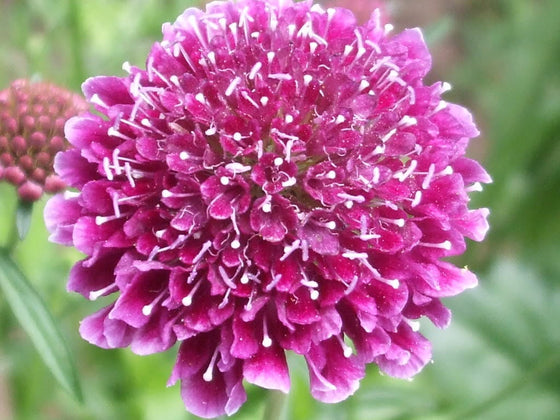 50 semillas de flores de Scabiosa Atropurpurea de colores mezclados de la mejor calidad.