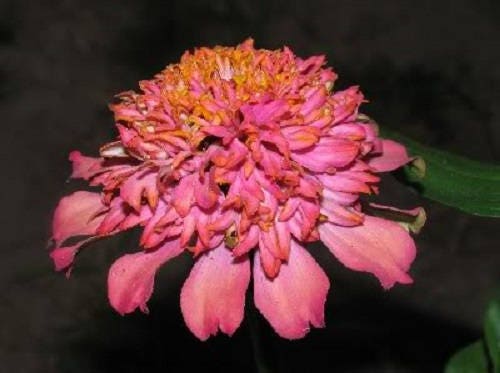 50 FINEST MIXED Colors SCABIOSA (Mourning Bride / Pin Cushion) Scabiosa Atropurpurea Flower Seeds