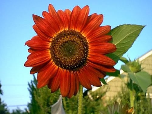 25 semillas de flores de girasol rojo (Helianthus annuus)