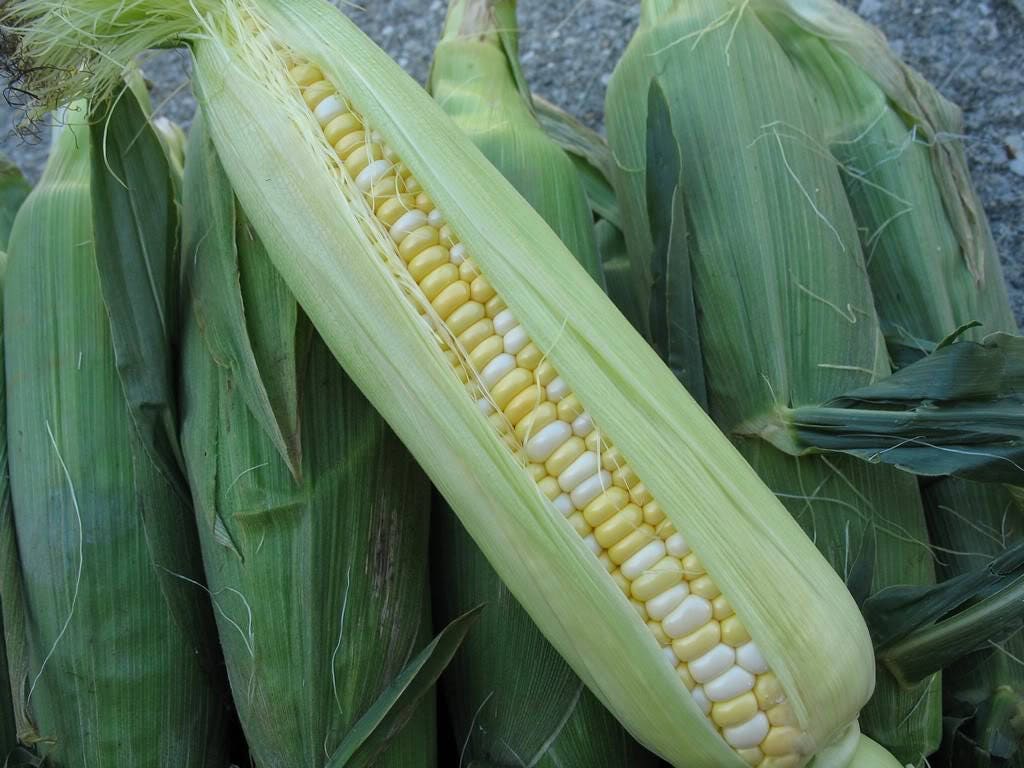 60 BICOLOR CORN DELECTABLE Yellow & White Zea Mays Vegetable Seeds