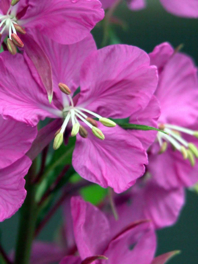 300 semillas de flores de Epilobium angustifolium (hierba adelfa)
