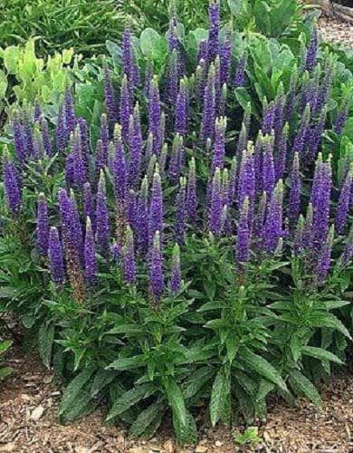 50 colores variados VERONICA SPICATA MIXTURE (Verónica de las Indias Occidentales) Semillas de flores de Verónica Spicata