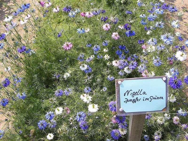 500 LOVE In A MIST PERSIAN Jewels Mixed Colors (Fennel Flower) Nigella Damascena Flower Seeds