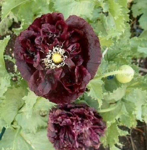 250 semillas de flor de amapola peonía negra (Papaver peoniflorum)