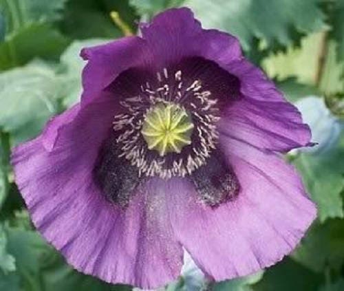 400 semillas de flores de amapola azul persa (Papaver somniferum)