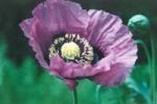 400 semillas de flores de amapola azul persa (Papaver somniferum)