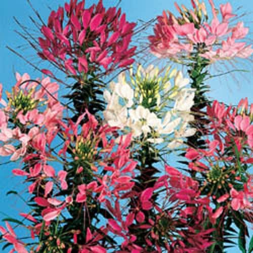 250 colores mixtos QUEEN CLEOME (flor araña) Cleome Hassleriana Cleome Spinosa Semillas de flores