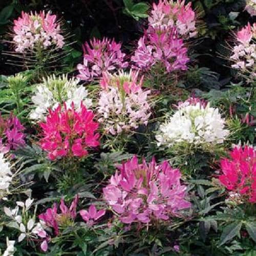 250 colores mixtos QUEEN CLEOME (flor araña) Cleome Hassleriana Cleome Spinosa Semillas de flores