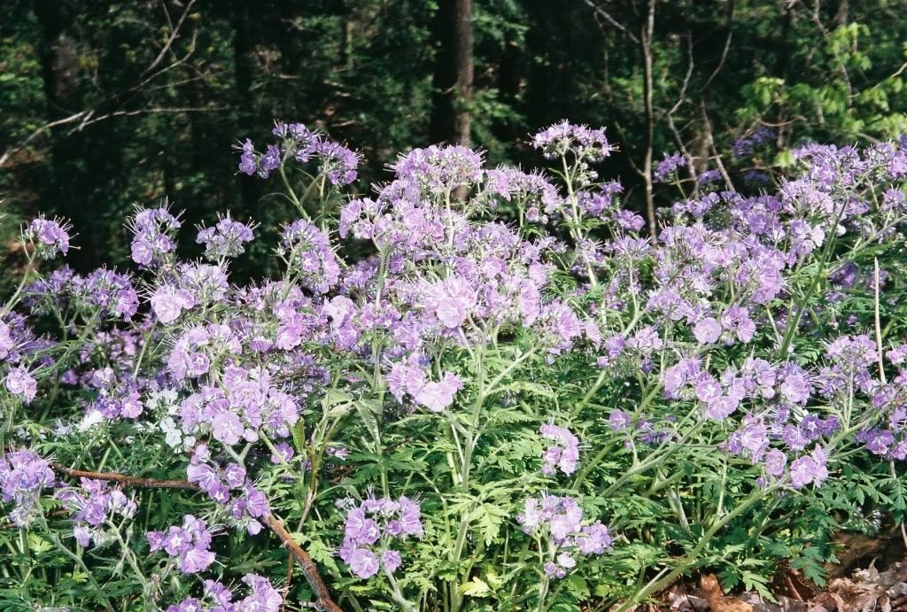 300 semillas de flores de Phacelia tanacetifolia de cuello de violín de encaje morado