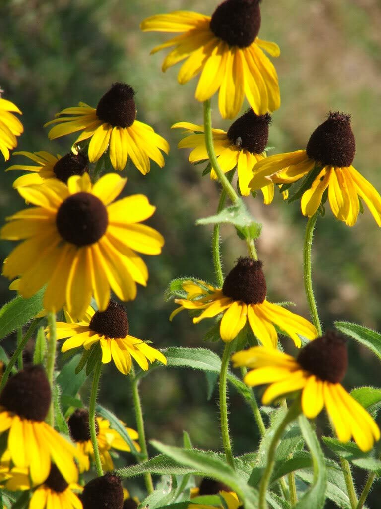 100 YELLOW CONEFLOWER Ratibida Pinnata Flower Seeds