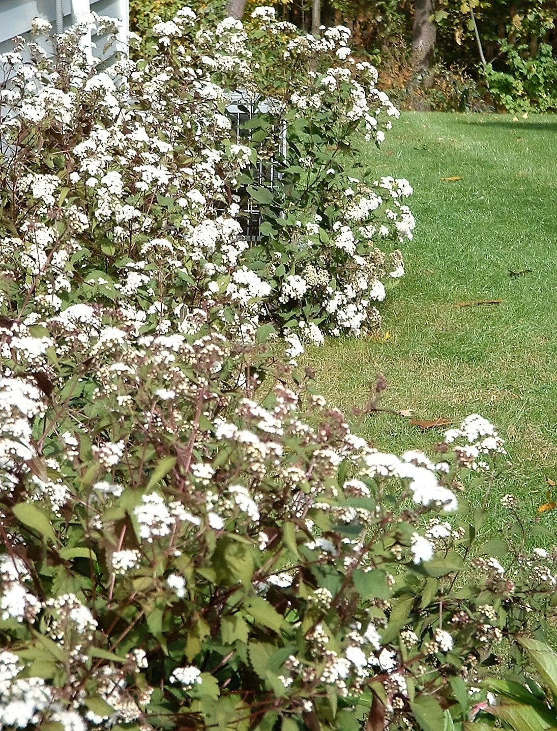 50 semillas de flores de Eupatorium rugosum de Joe PYE WEED CHOCOLATE
