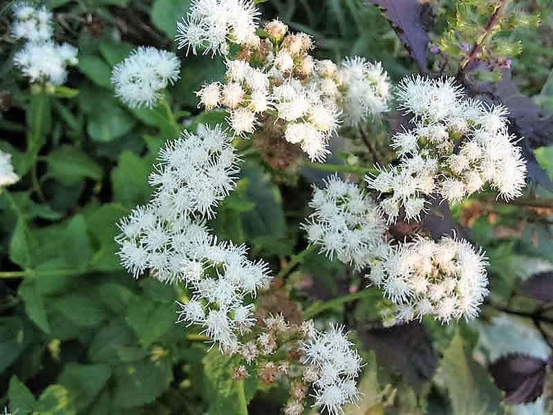 50 semillas de flores de Eupatorium rugosum de Joe PYE WEED CHOCOLATE
