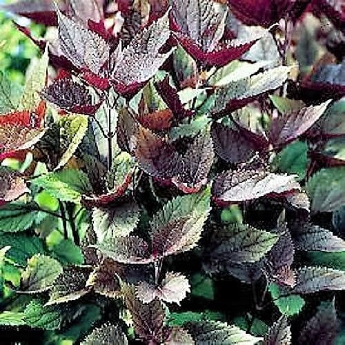 50 semillas de flores de Eupatorium rugosum de Joe PYE WEED CHOCOLATE
