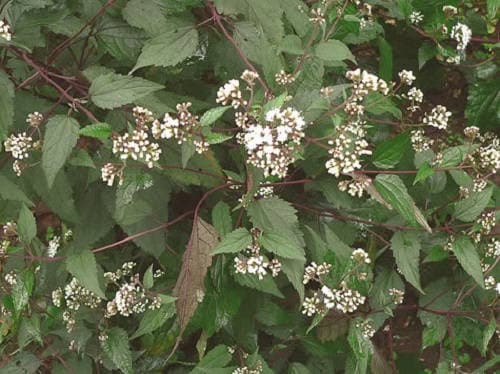 50 semillas de flores de Eupatorium rugosum de Joe PYE WEED CHOCOLATE