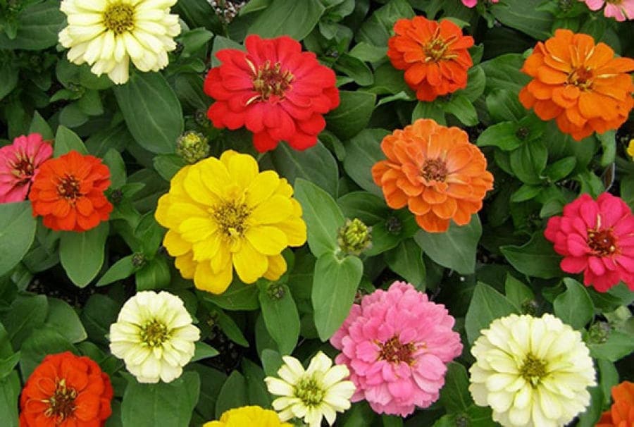 250 semillas de flores de ZINNIA Elegans de jardín común de colores mixtos