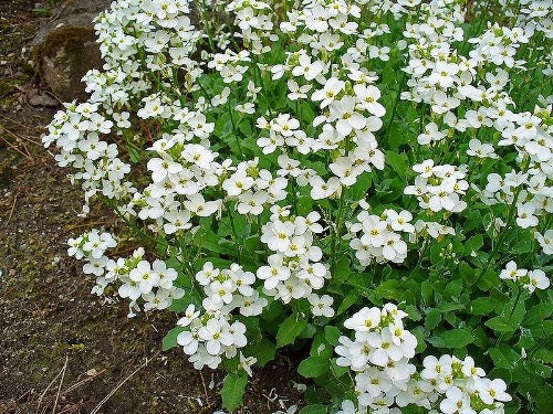 800 WHITE ALPINE ROCKCRESS Aubrieta Rock Cress Arabis Alpina Flower Seeds