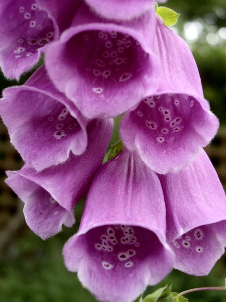 1000 PURPLE FOXGLOVE Digitalis Purpurea Flower Seeds