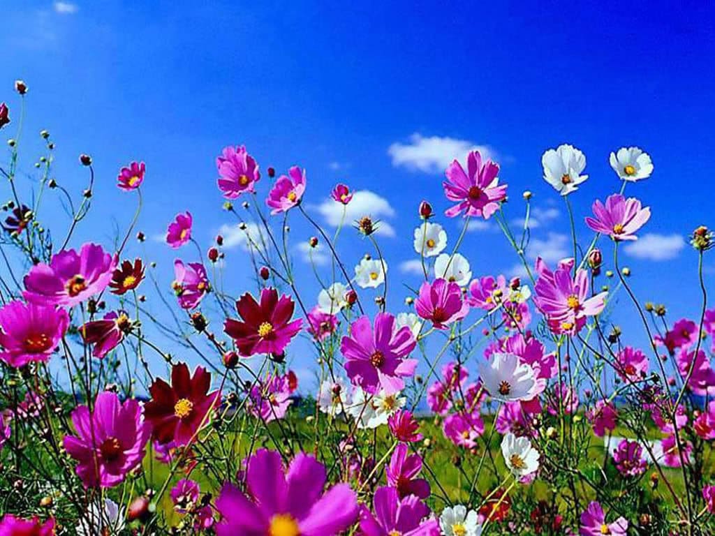 350 semillas de flores de Cosmos Bipinnatus de colores mixtos COSMOS SENSATION MIX