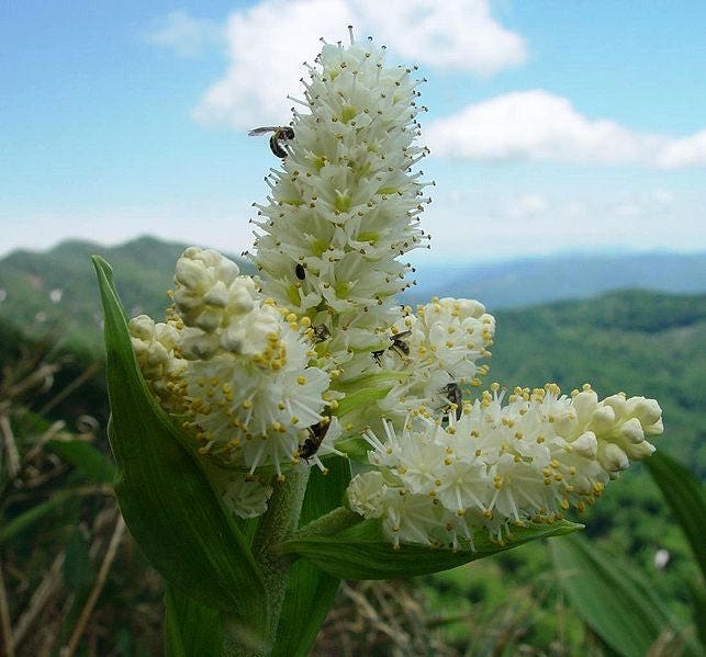 100 semillas de flor de lirio de Virginia (eléboro blanco/lirio de maíz) Melanthium virginicum