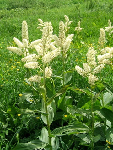 100 semillas de flor de lirio de Virginia (eléboro blanco/lirio de maíz) Melanthium virginicum