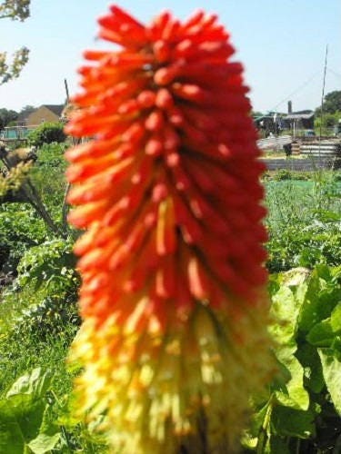 50 semillas de flores de lirio antorcha (Red Hot Poker / Tritoma / Kniphofia Uvaria)