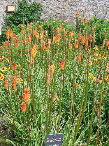 50 semillas de flores de lirio antorcha (Red Hot Poker / Tritoma / Kniphofia Uvaria)